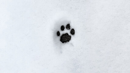 Interesting abstract white background with footprints of a cat or dog paws on the snow. © iama_sing