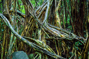 屋久島　猿川ガジュマル