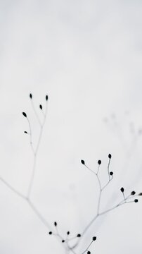 Abstract Winter Plant texture moving in the Wind with, Muted Tones, soft background video