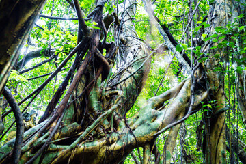 屋久島　猿川ガジュマル