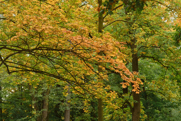 fall trees in the park