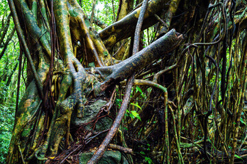屋久島　猿川ガジュマル