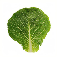 Fresh Green Cabbage Leaf with Intricate Vein Patterns on a White Background Ideal for Culinary and Nutrition Visuals in Health-Focused Projects