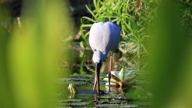Asian openbill stork, Anastomus oscitans, large wading bird, stalking prey in pond of forest park, also called open-beak because the two parts of the bill touch only at the base and tip