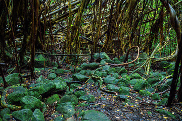 屋久島　猿川ガジュマル