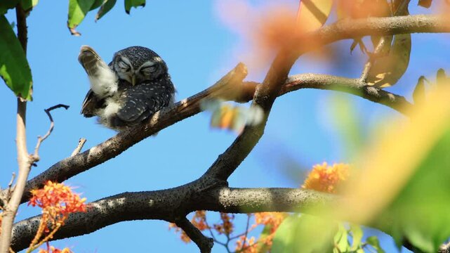 Spotted Owlet, Athene brama, perching on a tree branch in forest park, Owl with yellow big eyes,  white eyebrows and neck-band, owl scratching