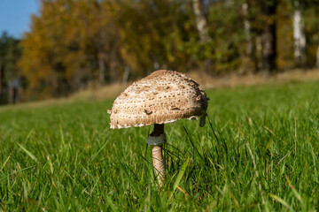 Schirmpilz auf einer Wiese im Herbst 5
