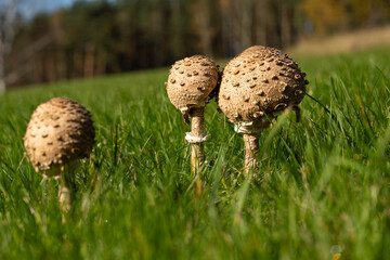 Schirmpilz auf einer Wiese im Herbst 2