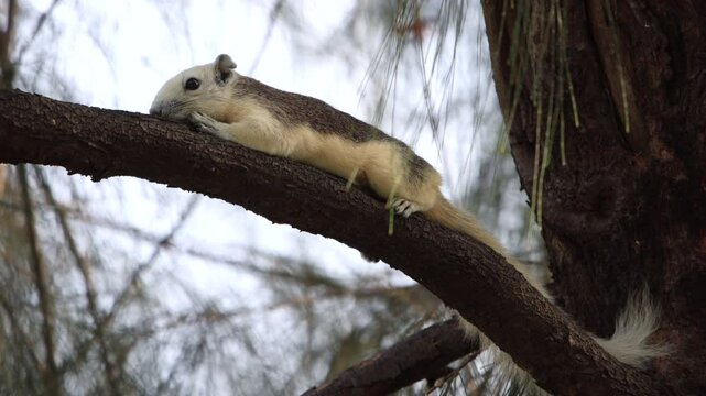 squirrel lying on tree branch in green city park, shallow depth of field, splooting squirrel, cooling body temperature, put as much of core body on to cool space