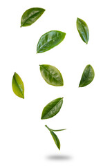 Green tea leaves flying in the air isolated on background.