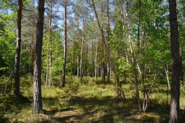 Obraz premium Vibrant and Lush: A Forest Replete with Healthy Green Trees, Where Ancient Spruce, Fir, and Pine Thrive