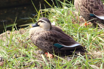 カルガモの穏やかな午後