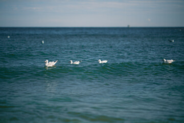 seagulls swimming on the waves of the sea