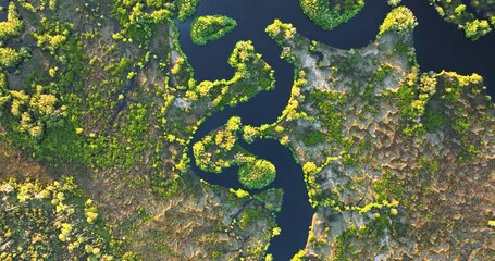 Tropical wetland ecosystem. Florida fresh water river and wild vegetation in southern USA