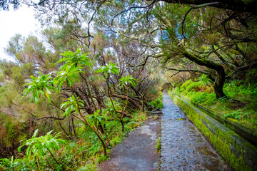 Narrow path along a stone gutter with smoothly flowing water on a mountainside among dense forest, Madeira, Portugal