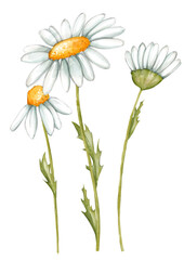 Chamomile illustration. Hand drawn illustration for greeting cards, printing and other design projects