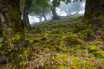 Twisted trees in the fog in Fanal Forest on the Portuguese island of Madeira. Huge, moss-covered trees create a dramatic, scared landscape