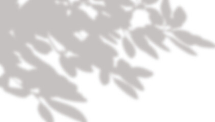 Tropical leaf Sunlight shadow png