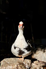 White duck outdoors. High quality photo