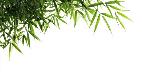 Fototapeta premium Fresh green bamboo leaves gracefully arching from the top left corner against a pristine white background, creating a tranquil natural ambiance.