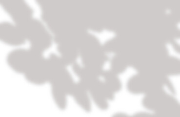 Tropical leaf Sunlight shadow png