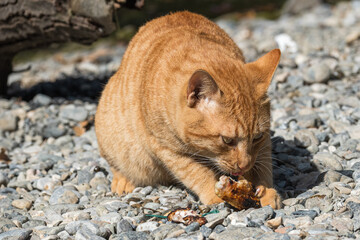 Obraz premium yellow feline having a feast