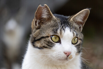 ぽわっと柔らかい雰囲気のキジトラ柄の野良猫のどアップした顔