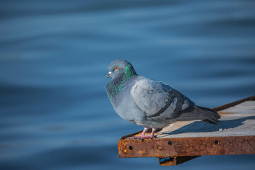 pigeon sun bathing warching the sea
