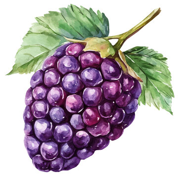 watercolor blackberry fruit with green leaves clip art preview
