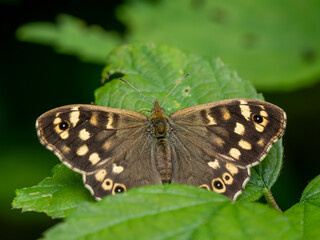 Speckled Wood Butterfly Resting Wings Open