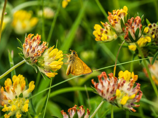 Large Skipper Butterfly Feeding on Kidney Vetch