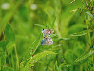 Common Blue Butterflies mating on a Leaf