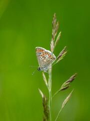 Brown Argus Butterlfy. Wings Closed.