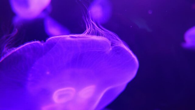 Jellyfish Underwater Footage. Glowing medusas moving around in dark water. 
