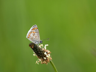 Brown Argus Butterlfy. Wings Closed.