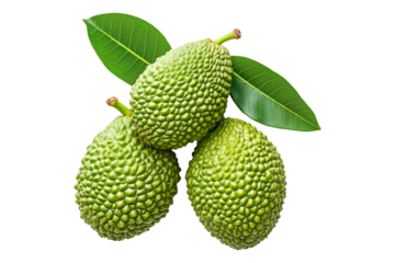 Marang fruit with textured skin and green leaves, isolated on white transparent background. Concept of tropical fruits.