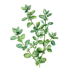 A watercolor painting of thyme, isolated on a white background. Thyme vector.
