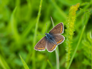 Brown Argus Butterlfy. Wings Open.