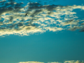 bird against the blue sky