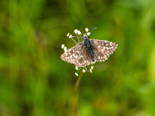 Grizzled Skipper Butterfly Resting. Wings Open