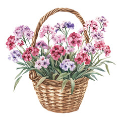 A watercolor drawing of a sweet William bouquet in a basket, isolated on a white background. Sweet William bouquet vector.
