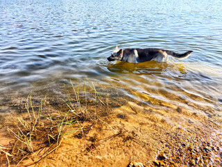 A German Shepherd wades through shallow water at a serene lakeside during a bright sunny afternoon