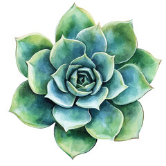 A watercolor illustration of a succulent rosette, isolated on a white background. Succulent rosette vector.
