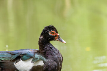Close-up of a Muscovy duck (Cairina moschata) with iridescent feathers and striking red facial caruncles, photographed in a natural setting. Perfect for wildlife or ornamental bird projects.