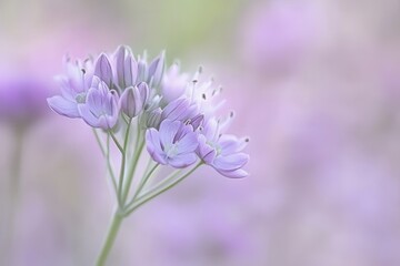 Obraz premium Soft Bokeh Effect of Pastel Flowers in Grouping