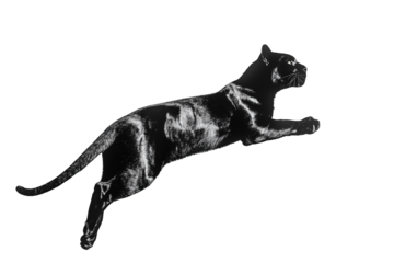 black labrador retriever