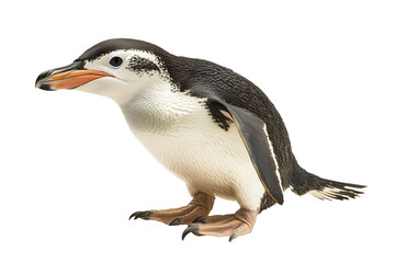Naklejka premium penguin isolated on white