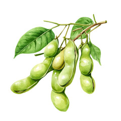 A watercolor of a soybean, isolated on a white background. Soybean vector.
