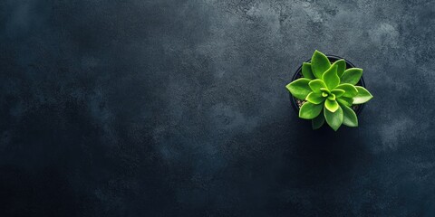 Green succulent plant positioned centrally on a textured black table surface creating a modern and minimalist aesthetic for interior design.
