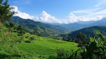 Obraz premium Sweet potato fields on a rural hillside, showcasing healthy green crops under the blue sky of Asian countryside
